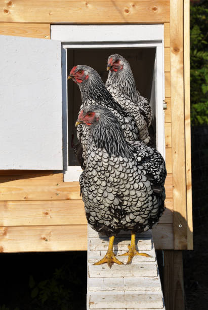 istock Wyandotts in front of chicken house 867804128
