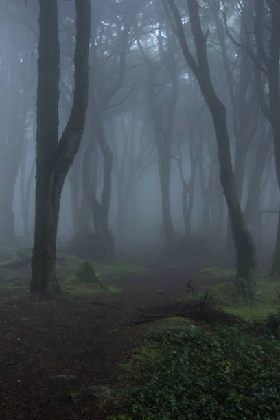 istock Forest covered by mist. Sintra Mountains in Portugal 867806420