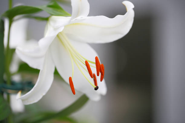 istock Lily of flowers 867806808