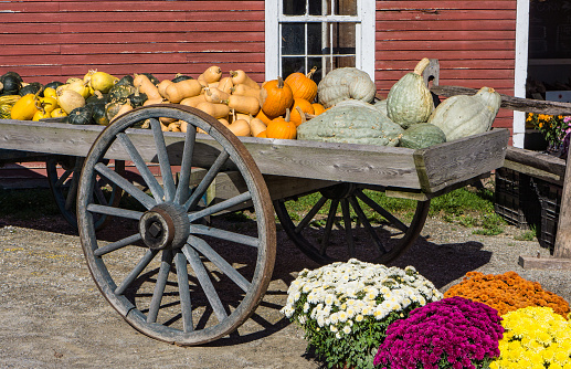 old wagon piled with squash for sale in the fall