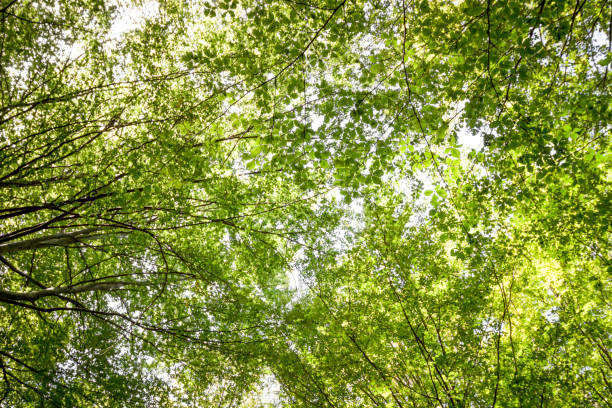 istock Spring forest trees. nature green leaf,wood backgrounds. 867812884