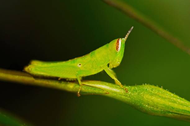 istock Close up grasshopper on branch. 867813294