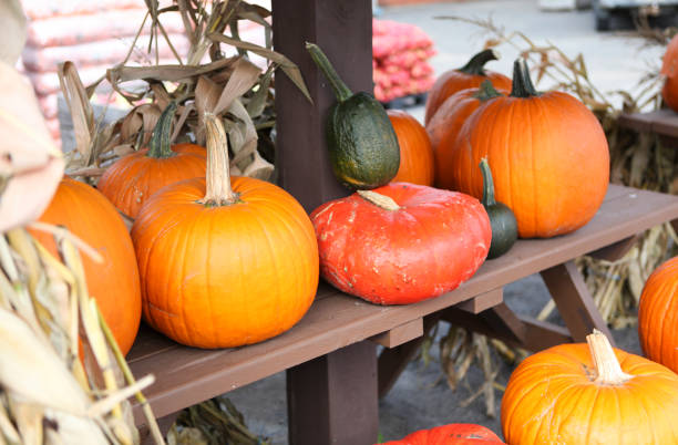 istock Pumpkin and squash for sale in Quebec, Canada. 867819768