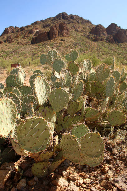 istock Prickly Pear Cacti, Tuscon, Arizona 867820120