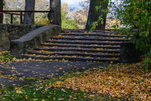 istock autumn colored trees in the park 867820456