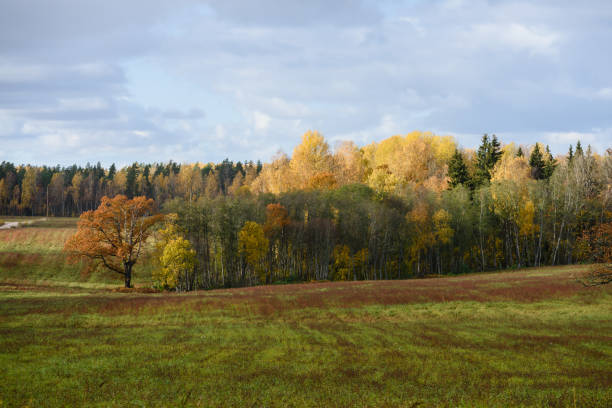 istock countryside fields in autumn with lonely trees 867820828
