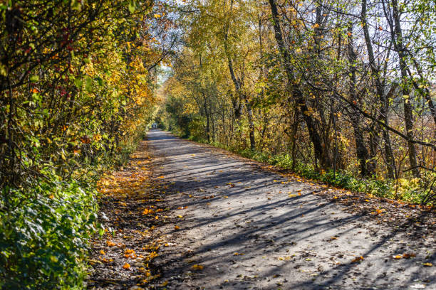 istock autumn colored trees in the park 867823280