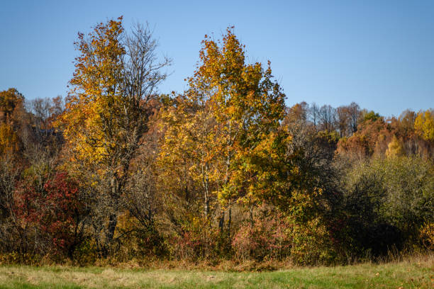 istock autumn colored trees in the park 867823328