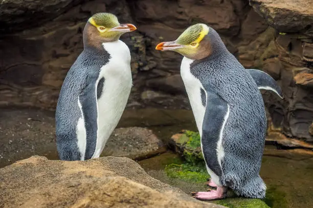 Photo of Tow Yellow Eyed Penguins are in the wild. New Zealand native penguin.