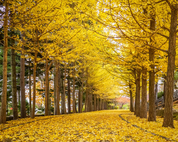 árboles de ginkgo, el túnel dorado en otoño en tokio, japón. - ginkgo tree ginkgo tree japan fotografías e imágenes de stock