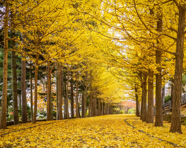 ginkgo drzewa, złoty tunel jesienią w tokio, japonia. - ginkgo tree ginkgo tree japan zdjęcia i obrazy z banku zdjęć