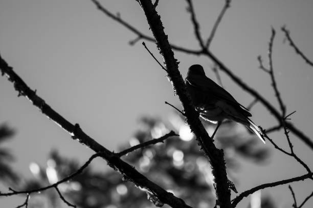 istock Small Birds of the Woods 867833788