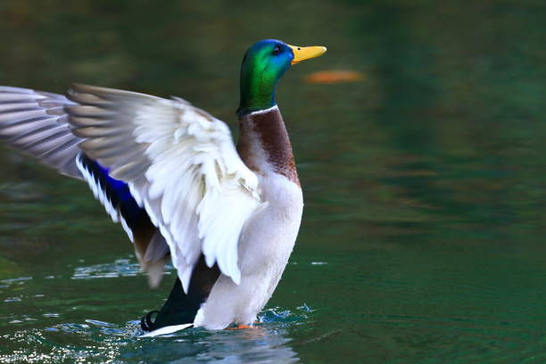 Mallard ostentation Mallard ostentation ostentation stock pictures, royalty-free photos & images