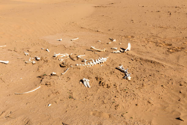 an animal skeleton that died of thirst in the Sahara desert