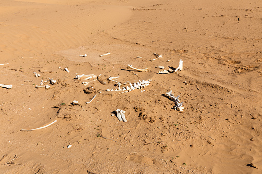 bones of an animal in the sahara desert