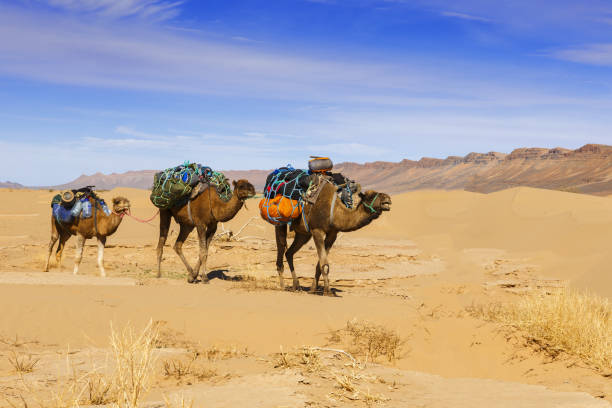 istock Camel caravan in the Sahara desert 867838800