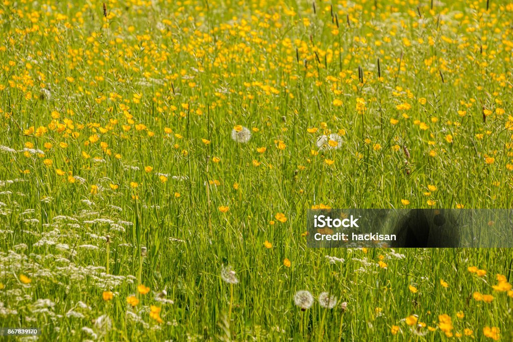 Us. Fields Green Fields And Meadows Stock Photo - Download Image Now ...