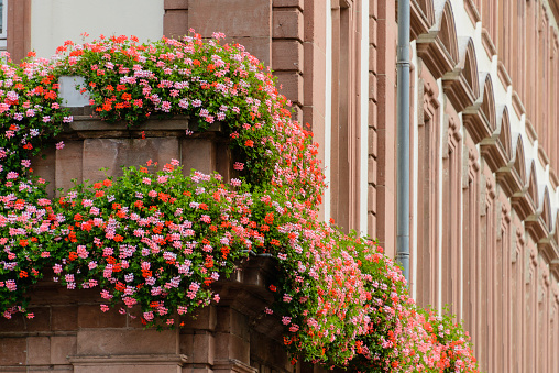 Beautiful geranium window boxes hang on the historic city hall building in the old town section of Heidelberg, Germany.