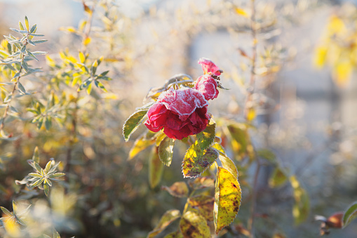 First froze early morning in the sunrays.Wild rose in the frost.