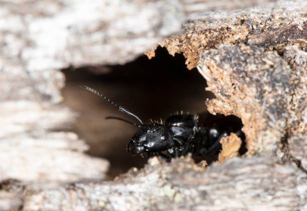 istock big forest ants on old wood 867848244
