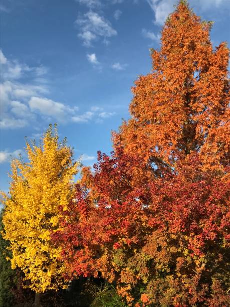 istock Colorful trees in autumn sun 867848552