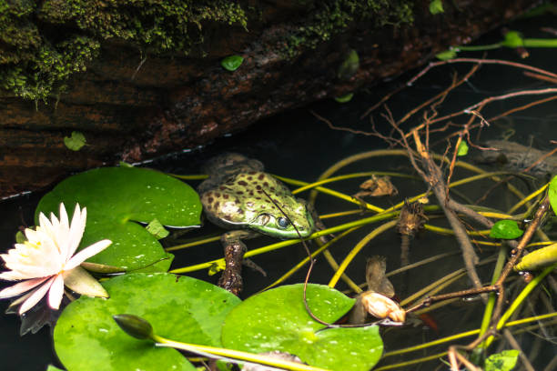 istock Chengdu, China - August 08, 2014: A Frog in Chengdu, China 867848730