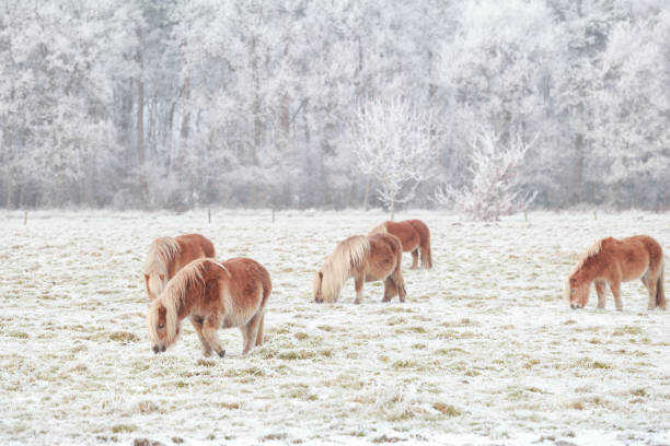 few pony grazing on snowy pasture in winter