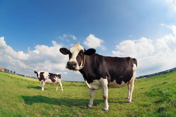 istock two cows on green pasture on sunny day 867852100