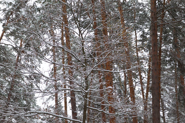 istock Walking through the winter forest on the first snow 867852702