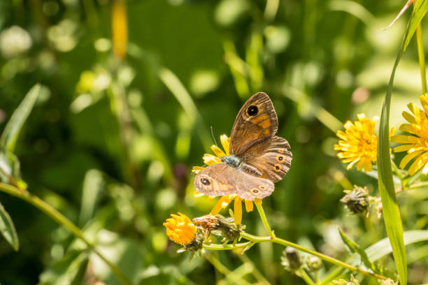 istock Butterfly on the flower 867857256