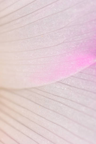 Red onion skin backlit shot in studio using flash. Abstract composition