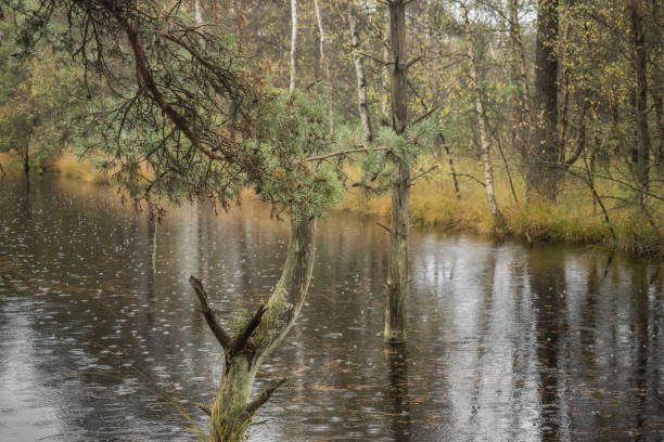 istock Beautiful moor landscape in the lueneburger heide 867859252