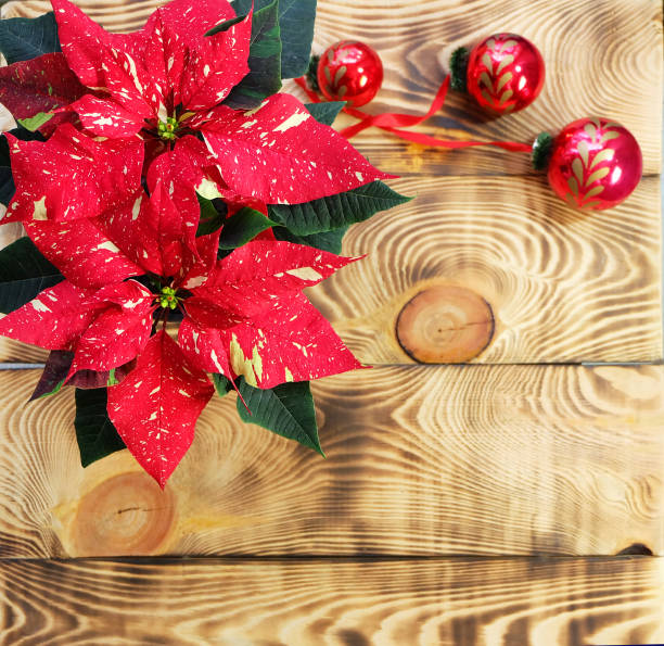 istock poinsettia and Christmas decorations 867859812
