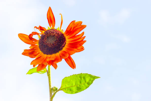 Close-up of sun flower against a blue sky