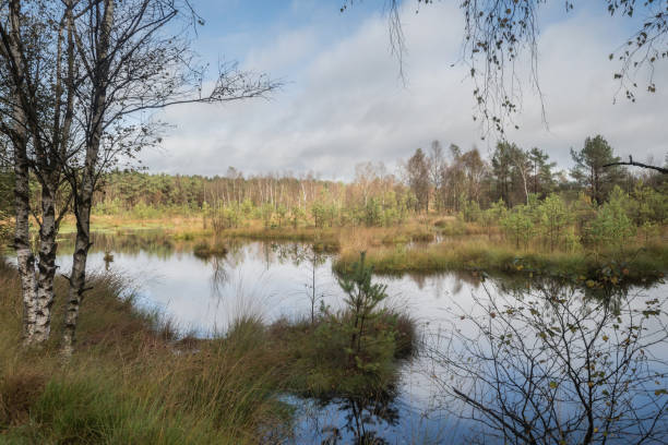 istock Beautiful moor landscape in the lueneburger heide 867862280