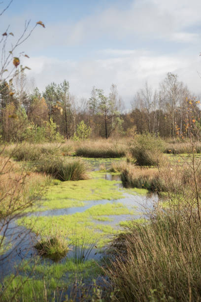 Beautiful moor landscape in the lueneburger heide