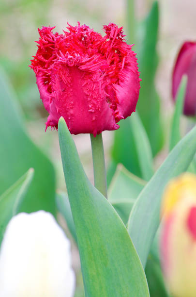 istock red fringed Tulip 867862420