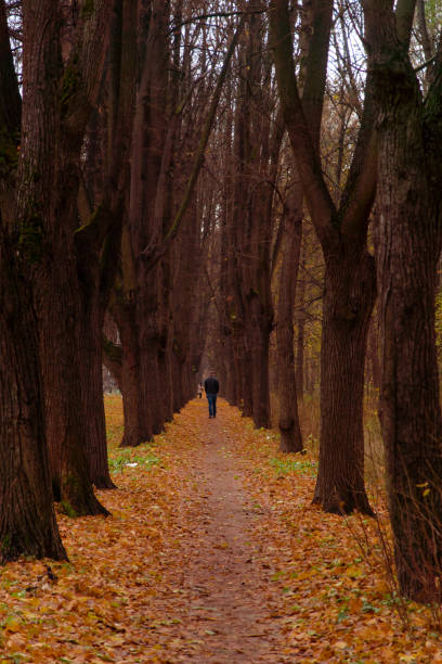 istock Late autumn evening in the park 867862488
