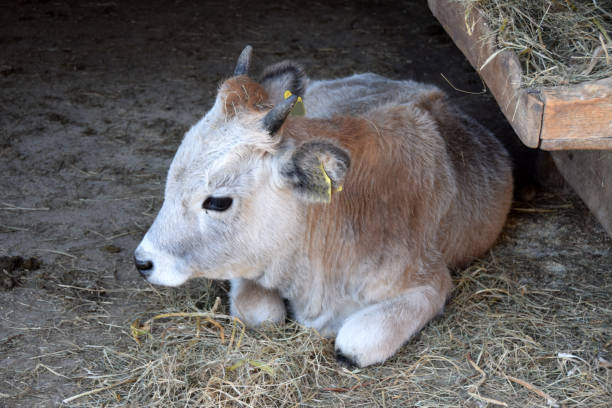 istock A little white calf lying down in the stable 867865554