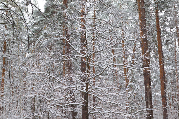 istock Walking through the winter forest on the first snow 867866208