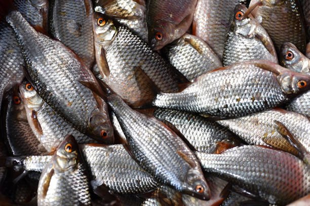 istock Background with fresh fishes 867866386