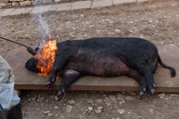 sacrificio quemar el pelo del cerdo con un quemador de gas - 16198 fotografías e imágenes de stock