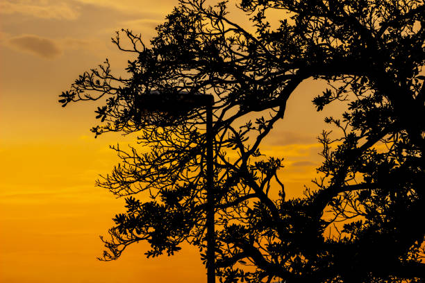 Silhouette of trees on colorful sunset,  tree silhouette at orange sunset sky.