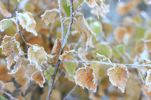leaves covered with frost