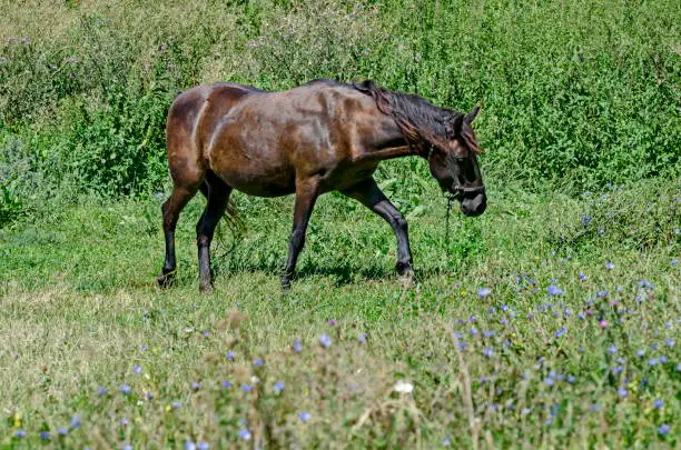 Single brown horse on the summer green meadow, Zavet town, Bulgaria