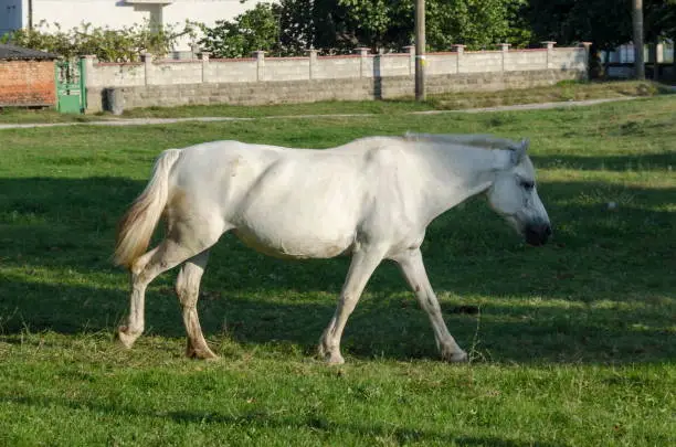 Single white horse on the summer green meadow, Zavet town, Bulgaria