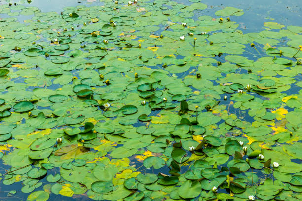 istock Pond with water lillies 867882442