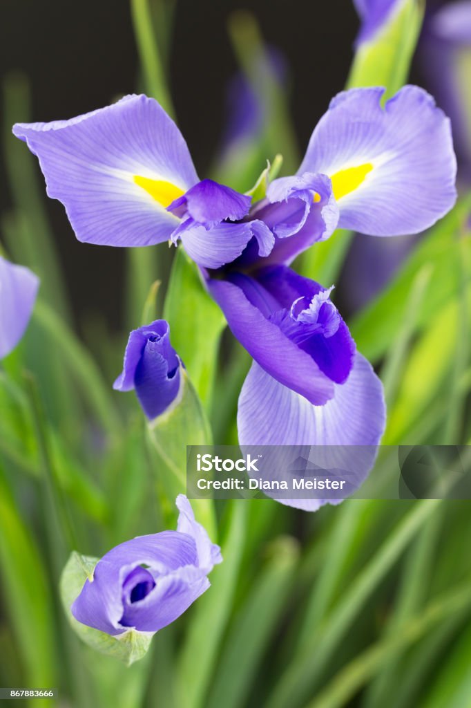 Planta Iris Con Flores De Color Púrpura Y Los Brotes Foto de stock y más  banco de imágenes de Amarillo - Color - iStock