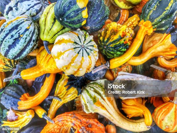 Gourds Stock Photo - Download Image Now - Gourd, Autumn, Group Of Objects