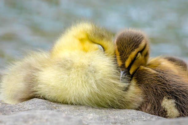 istock A Gosling and Duckling Snuggle 867890490